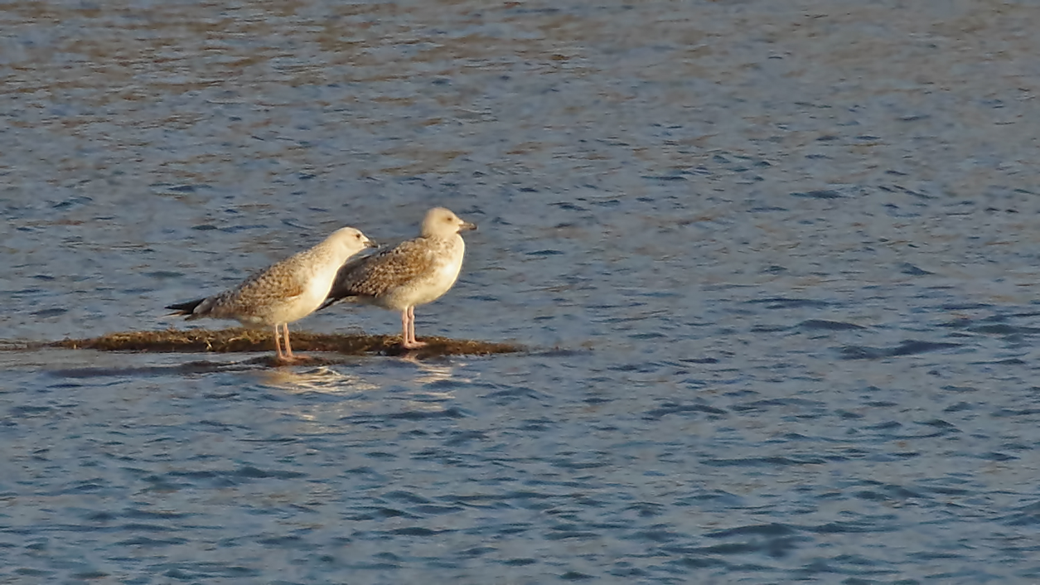 Caspian Gull